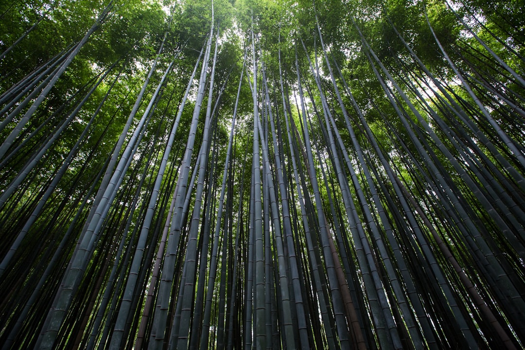 Photo Bamboo chandelier